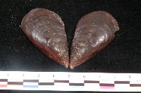 藏品(野雞殼菜蛤)的圖片